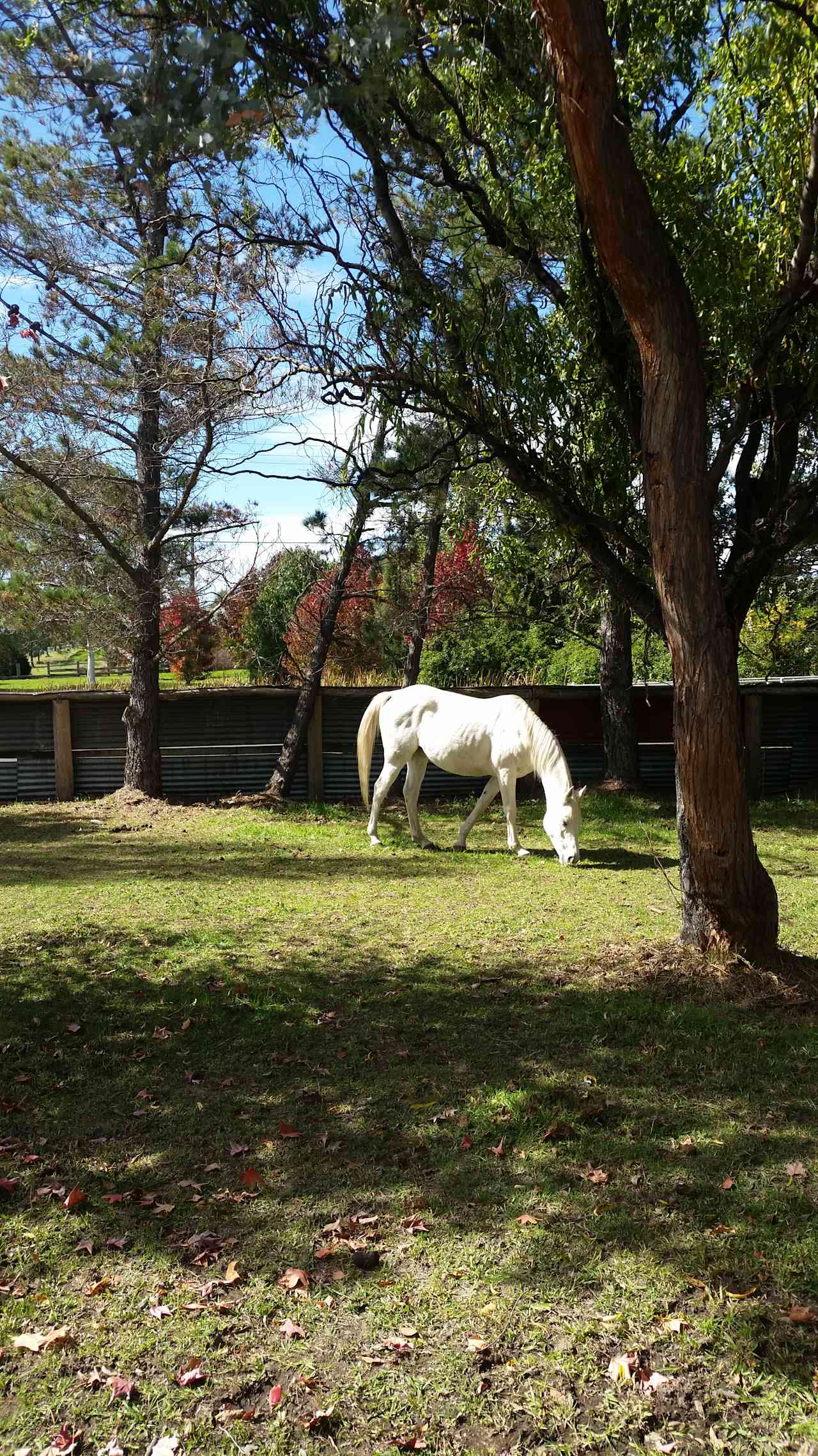 Stanthorpe Gardens Camp