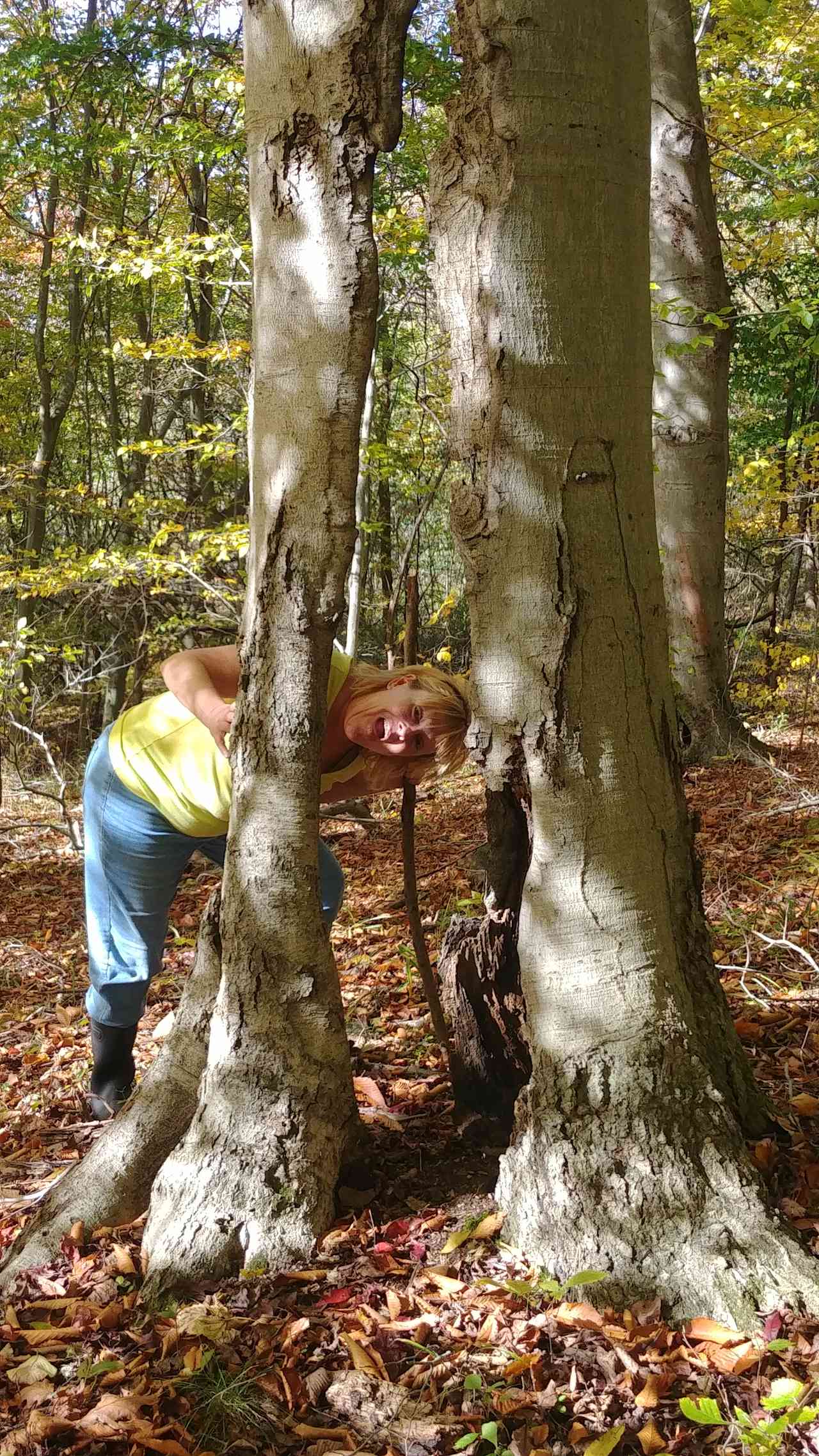 Beech trees at back of property