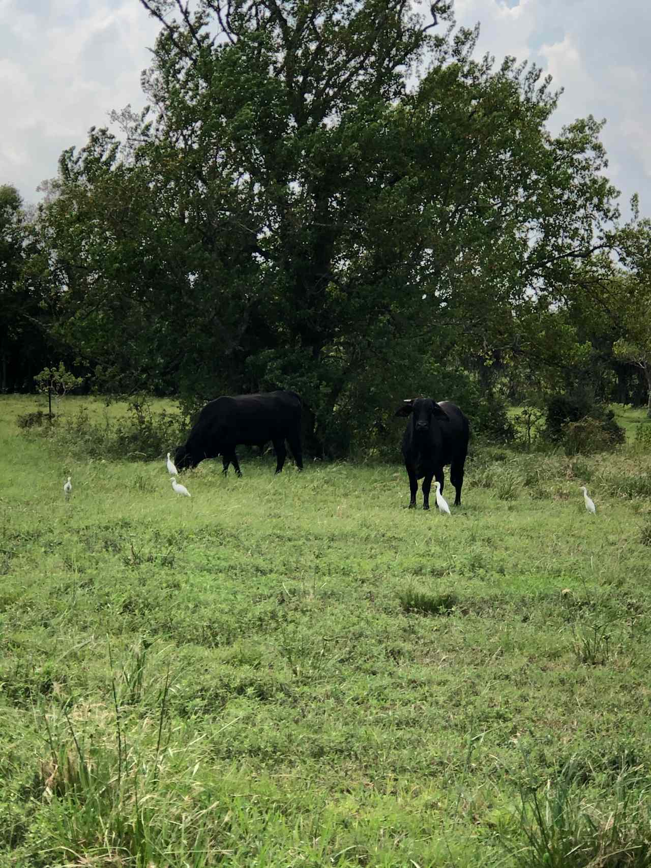 El tejano farm