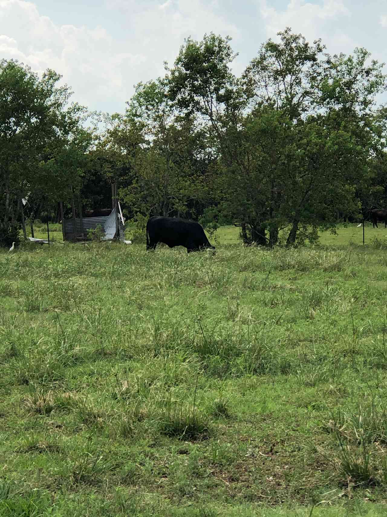 El tejano farm