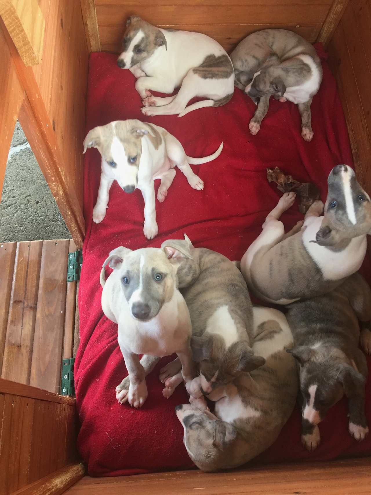 These are one of our whippet litters .... look up "Willow's Whippets" on Facebook to see more!