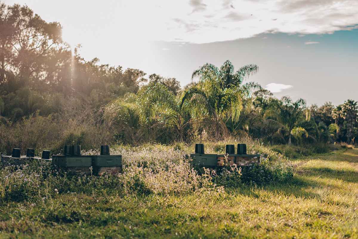 We loved seeing the honey bee hives