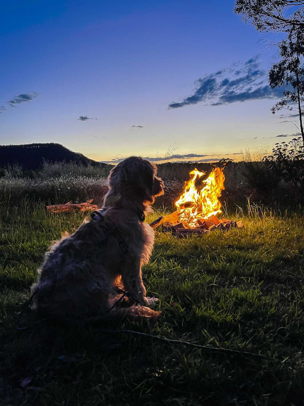 Our pup winding down for the night