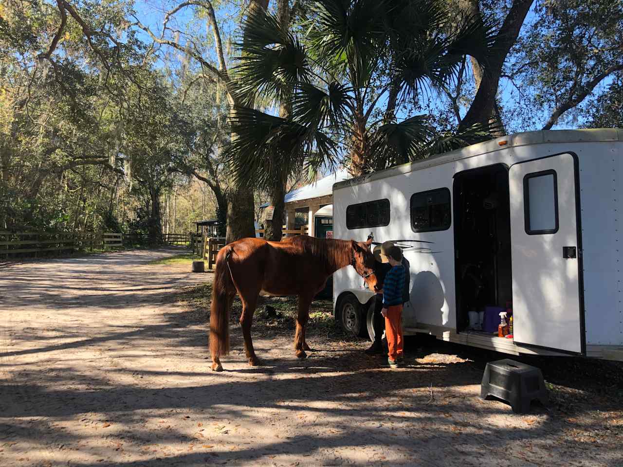 Wooded areas in a horse pasture