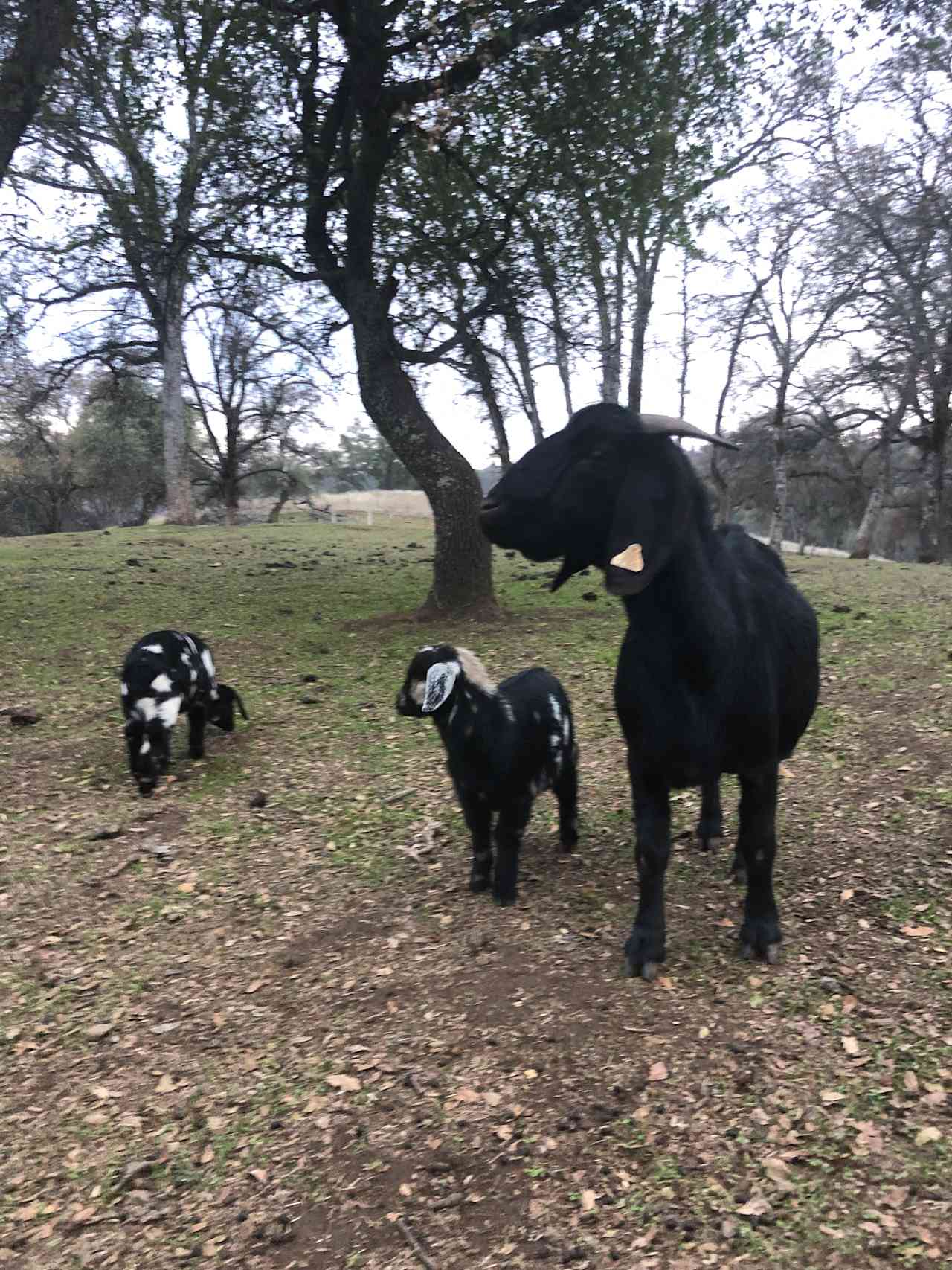 Ascension Ranch