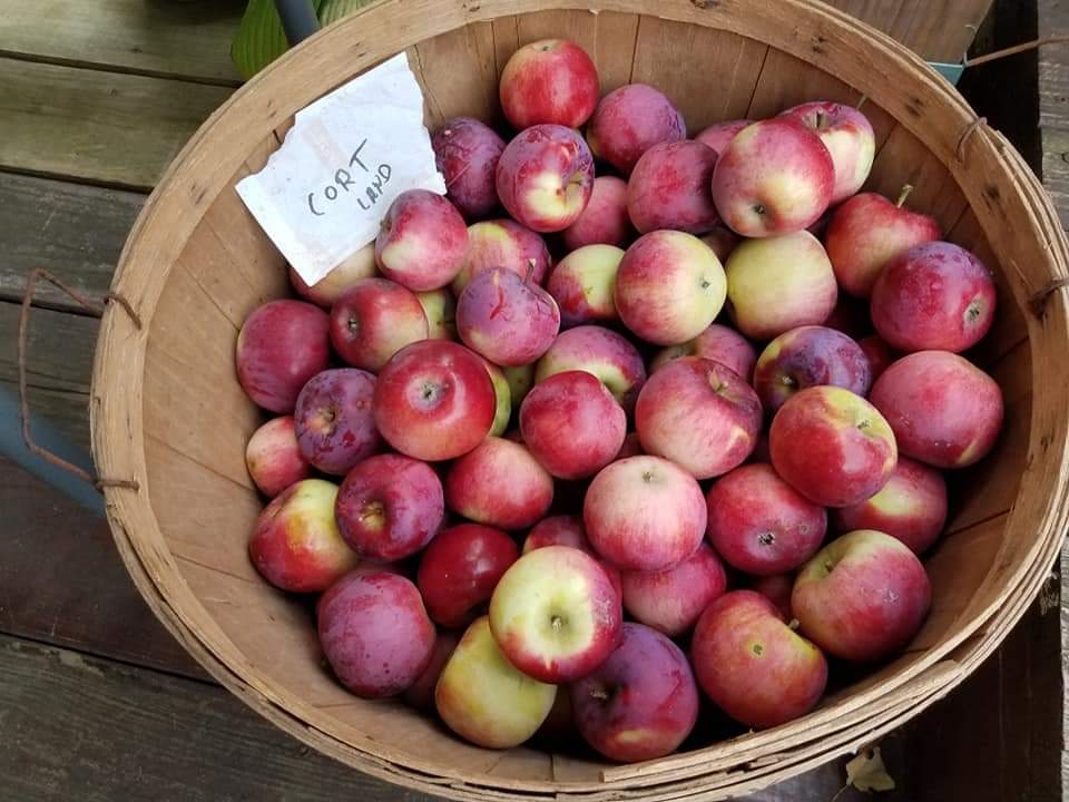 Small Orchard on 150 acre Farm