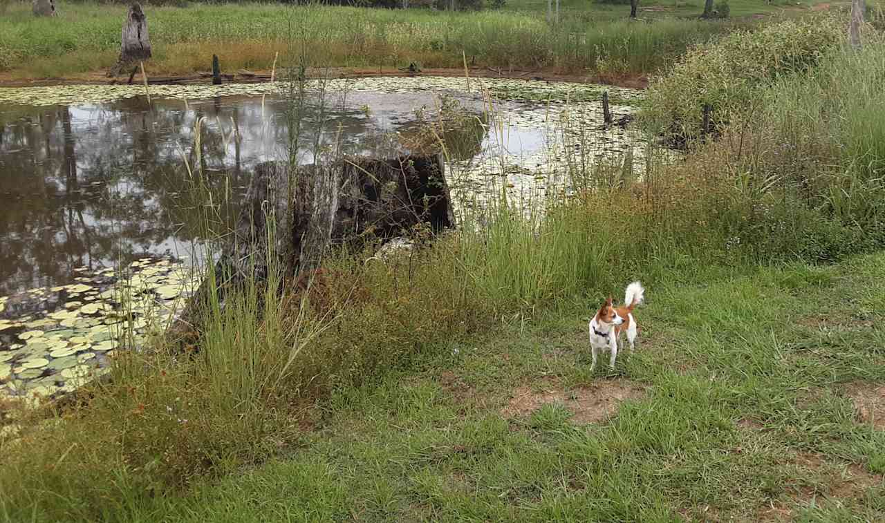 Waterbird Paradise