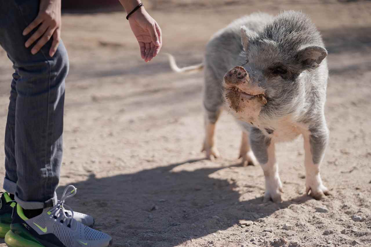 Mojave Desert Ranch