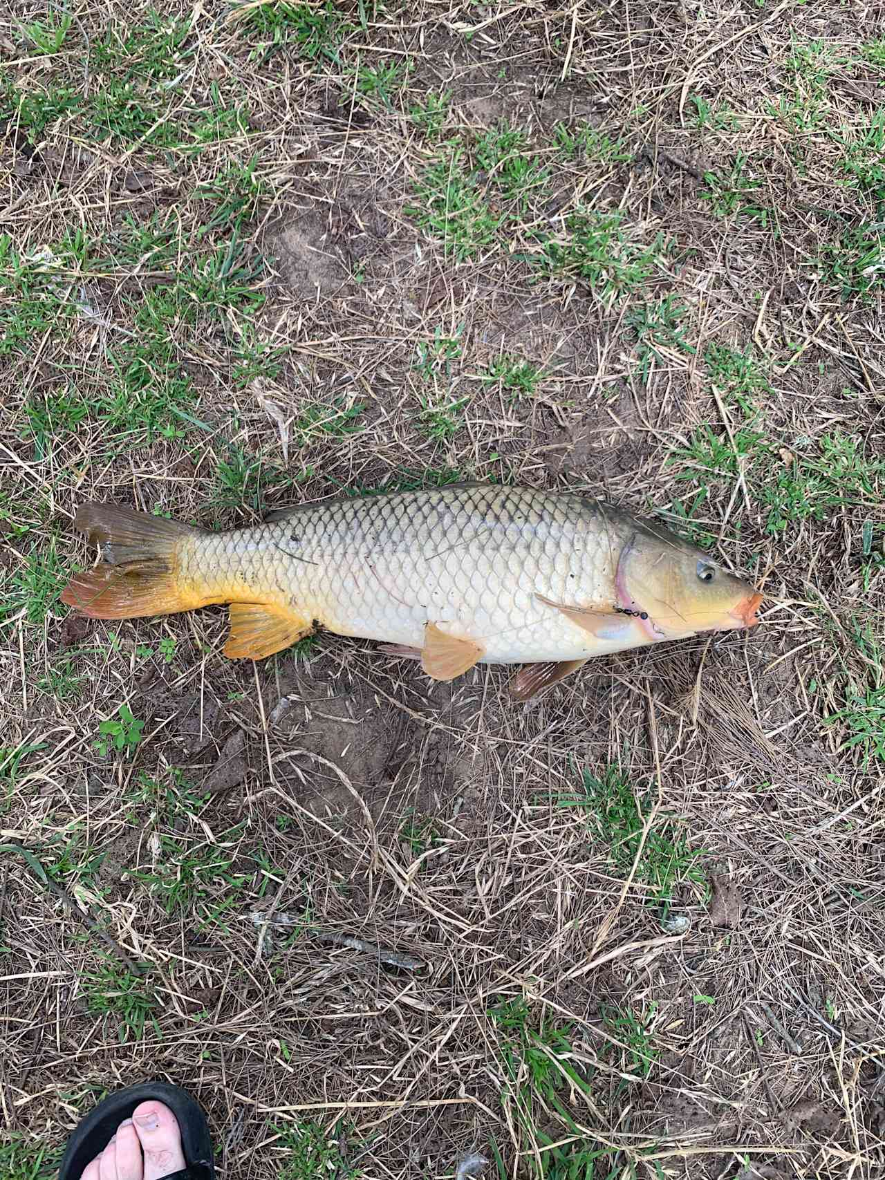 Carp caught on local cicada