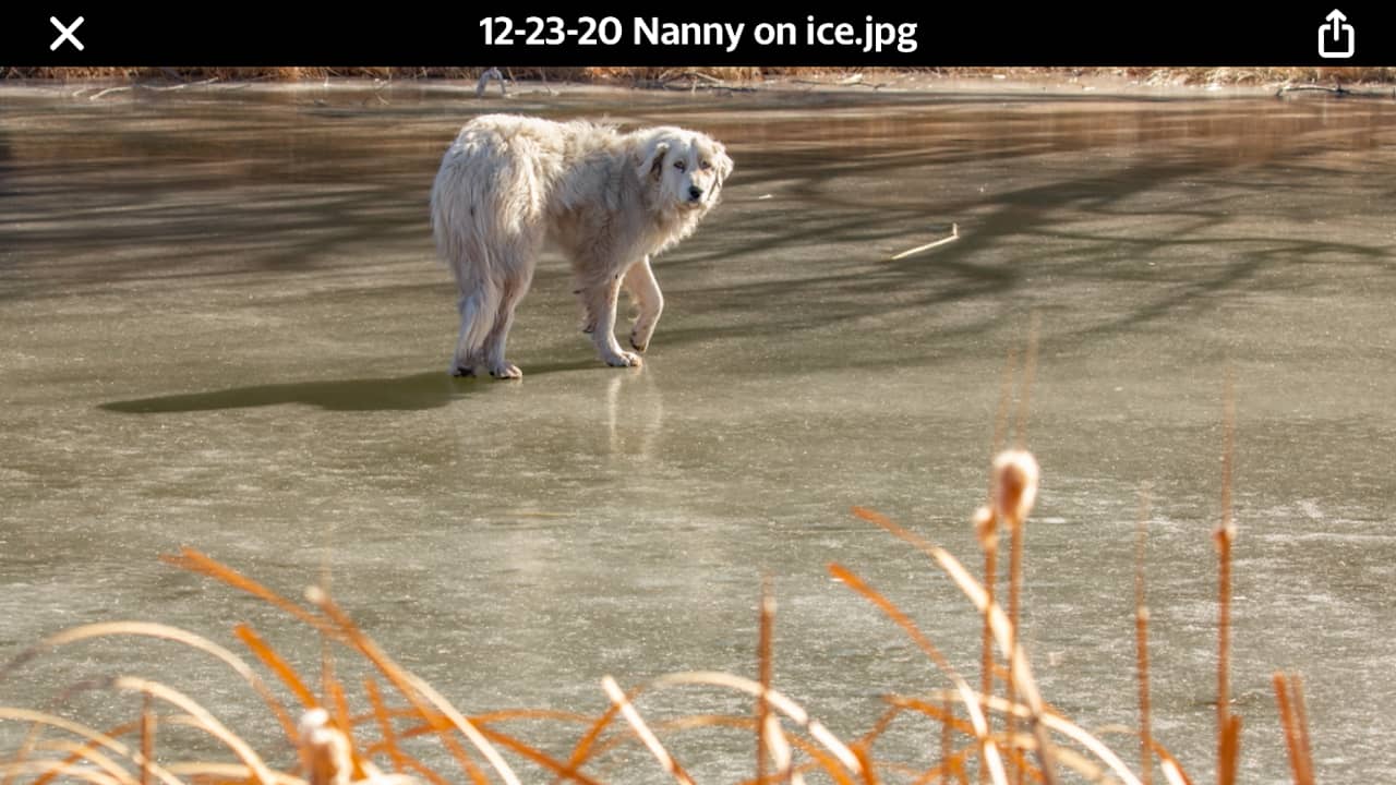 Even Nanny loves to explore.