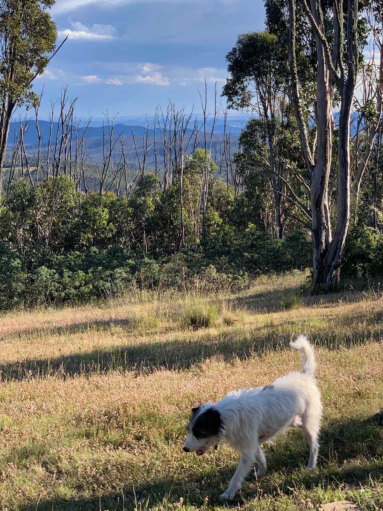 Tin Can Ridge