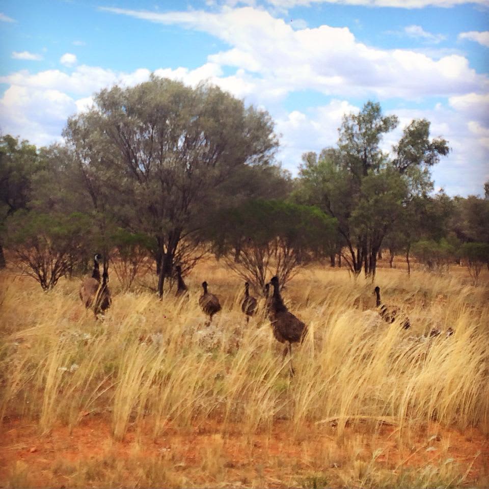 The real Aussie Outback (image credit: https://www.weekendnotes.com/escape-sydney-roadtrip-to-the-outback/)