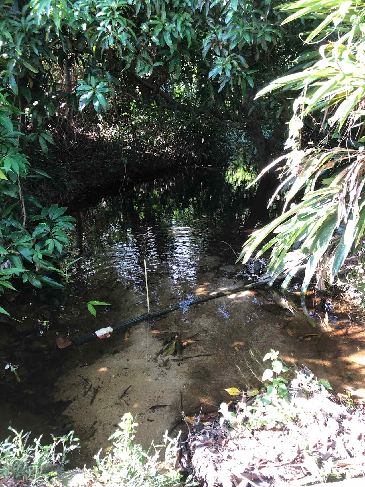 Pamona Park, nr Gordonvale