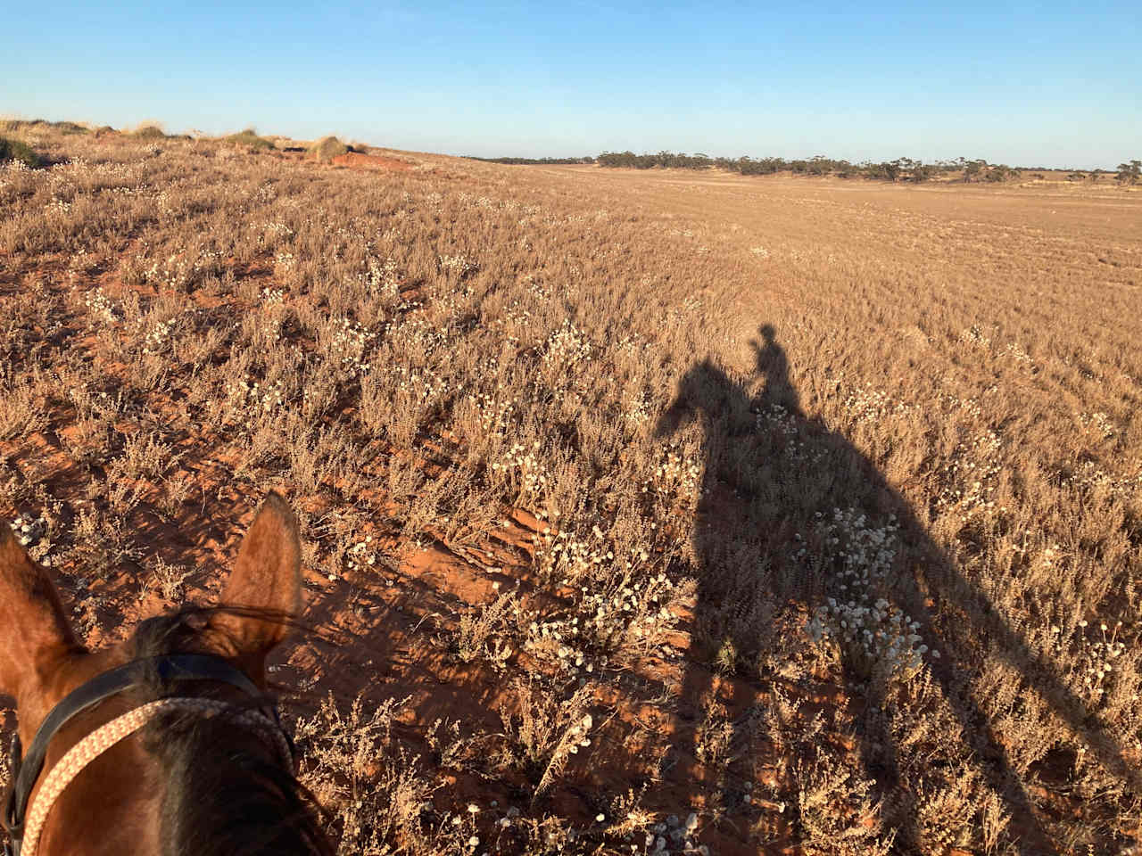 A beautiful morning ride in our front paddock