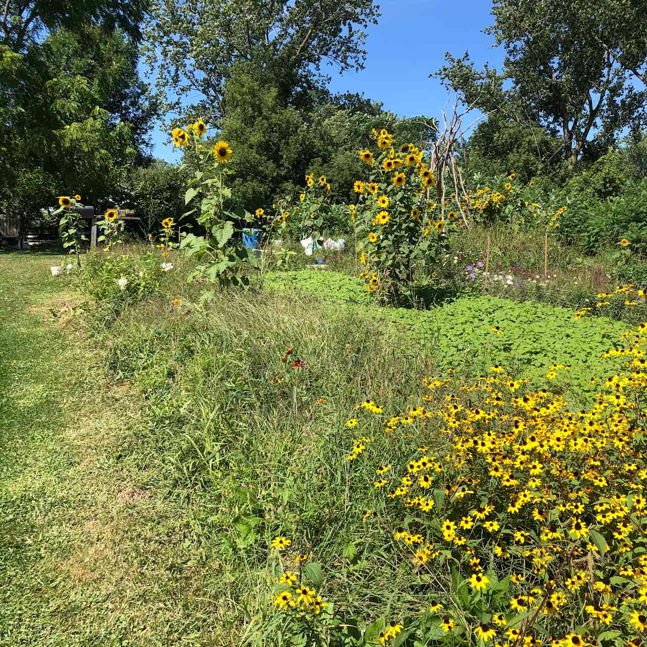 Edge of a field,