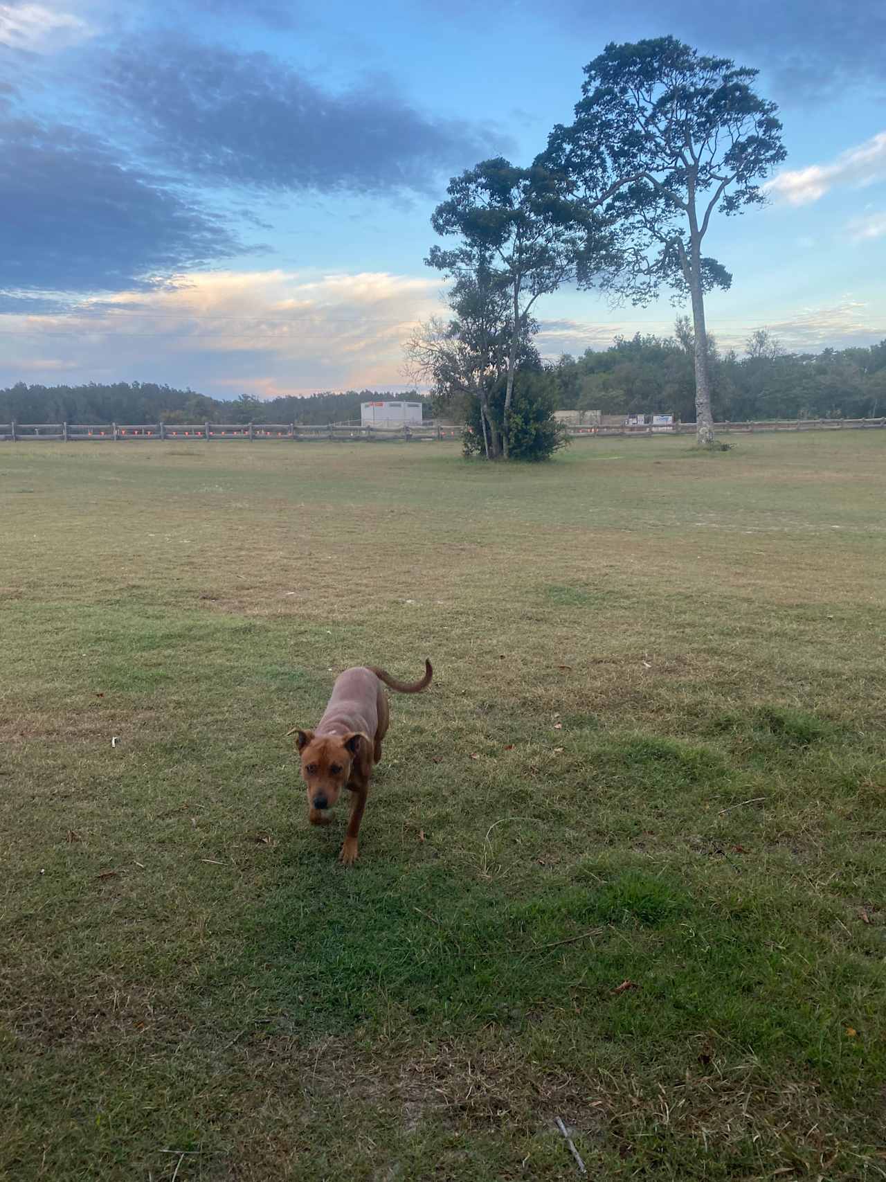 Had the camp to ourselves so pup got a run around