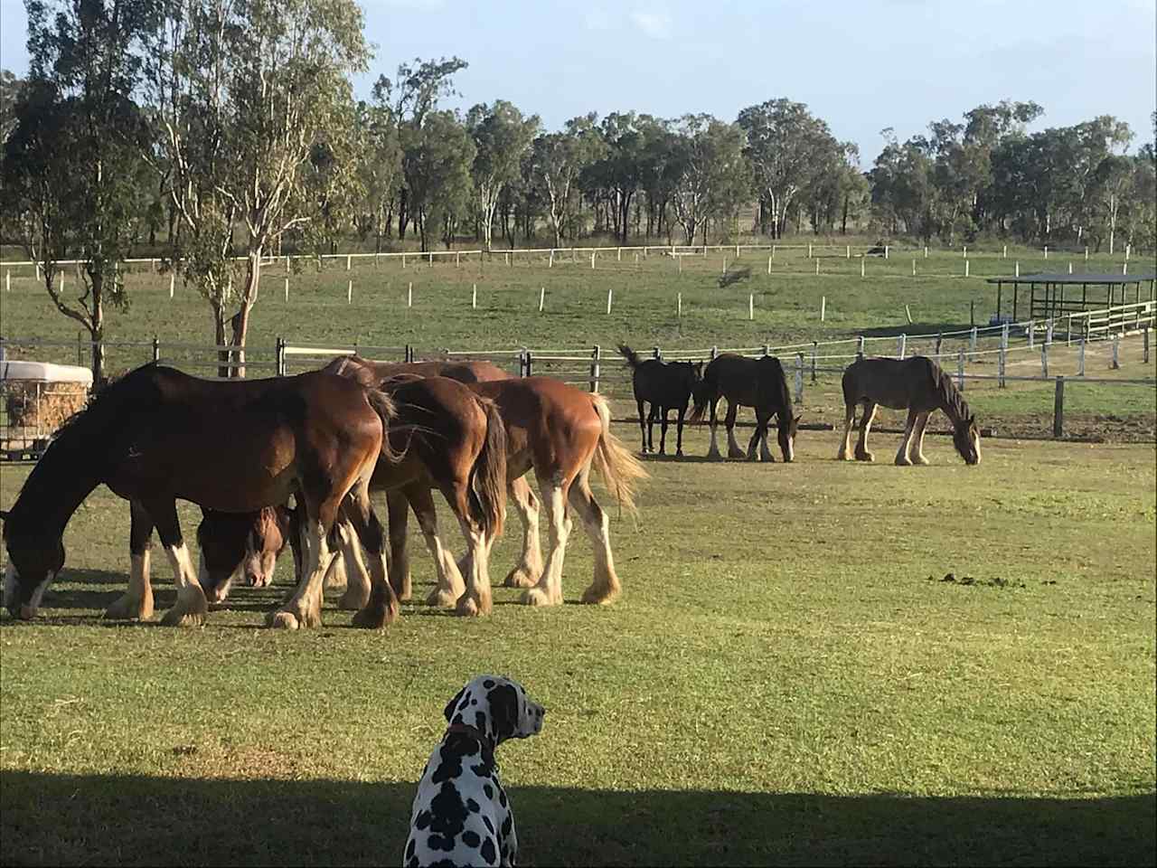 Shiralee Clydesdales and Farm Stay