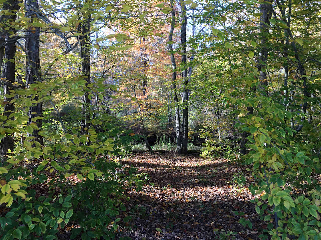 Camping along the Dyberry Creek