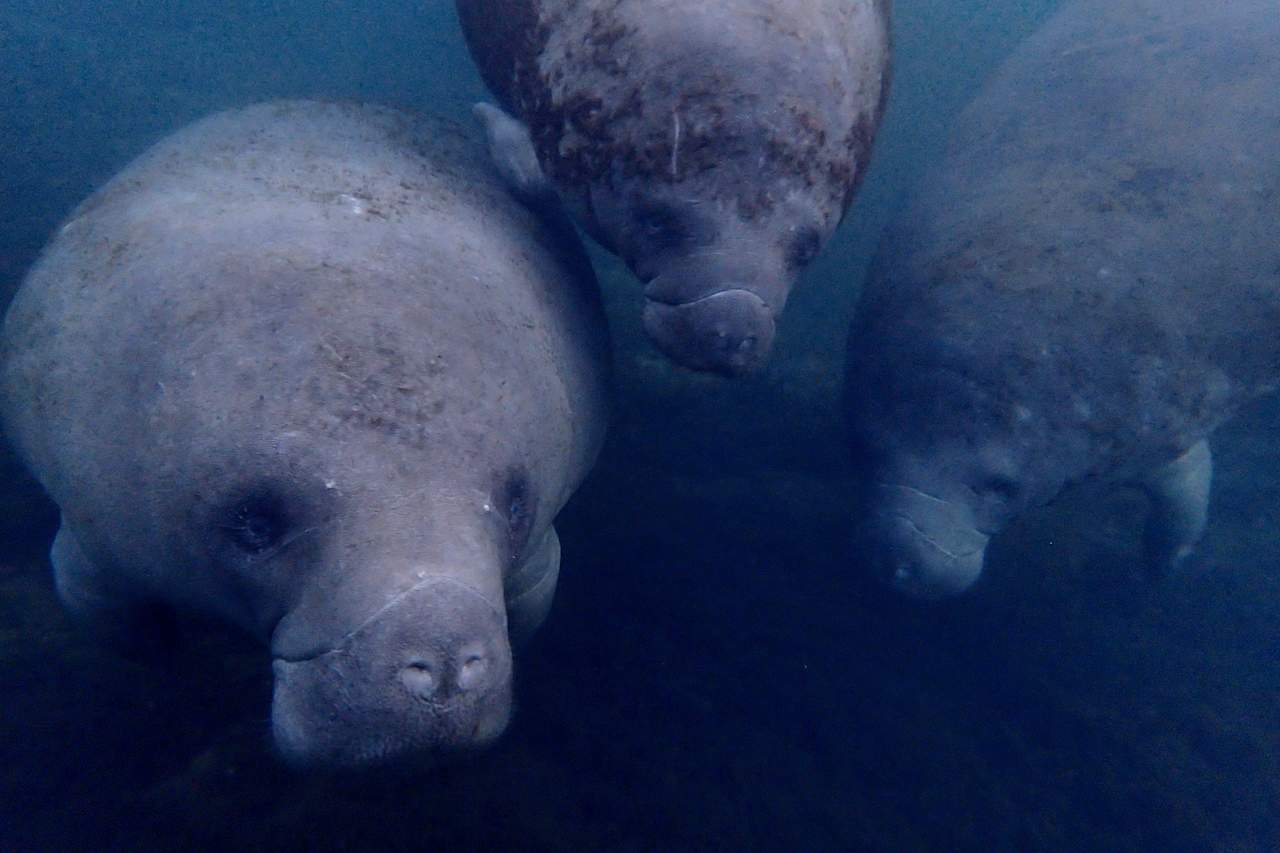 Manatees can be seen nearby year round.