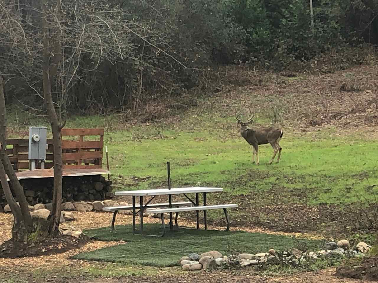 Large buck hanging out at campsite 2.