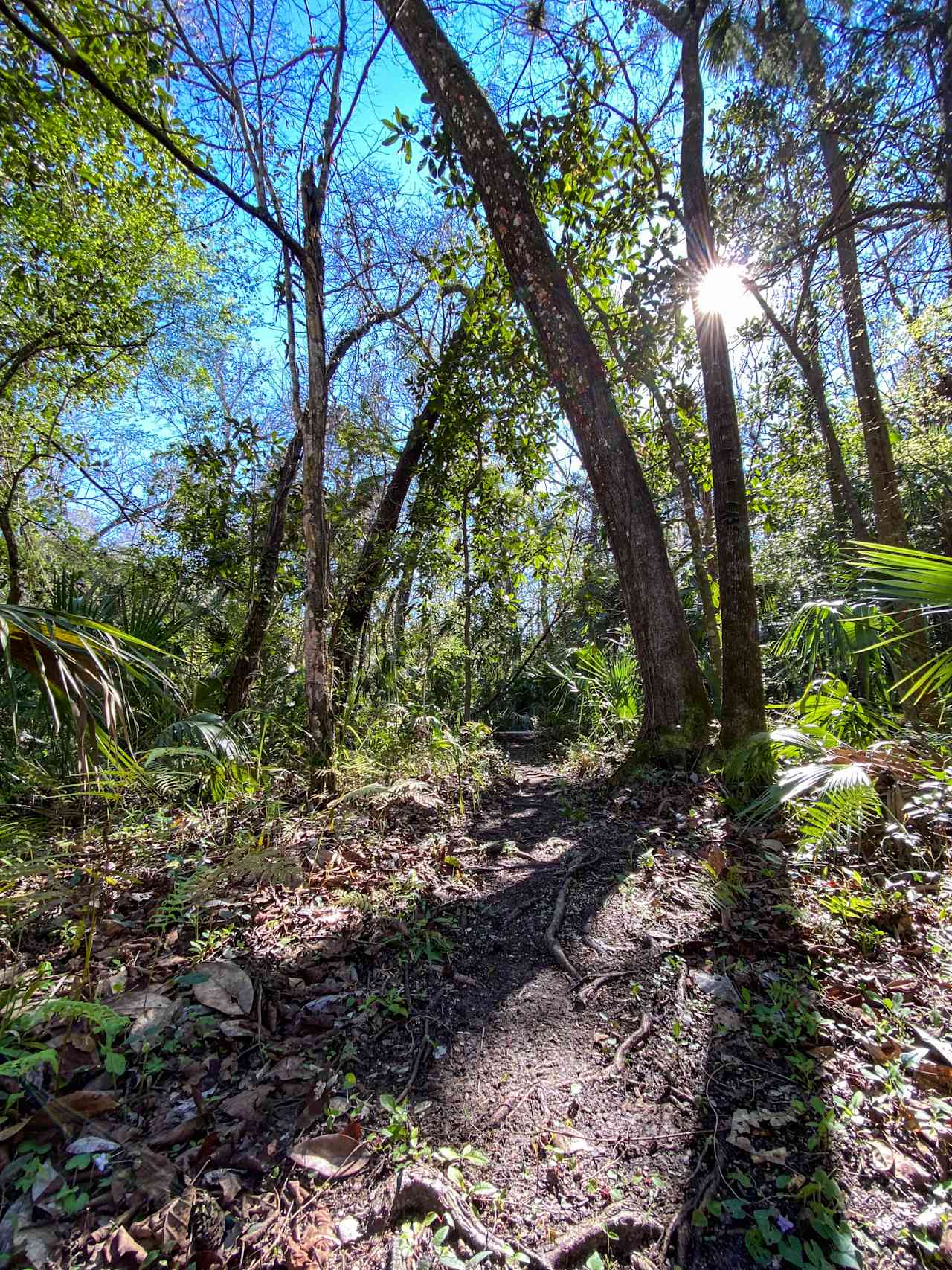 The footpath that leads from the campsite up to our residence driveway. 