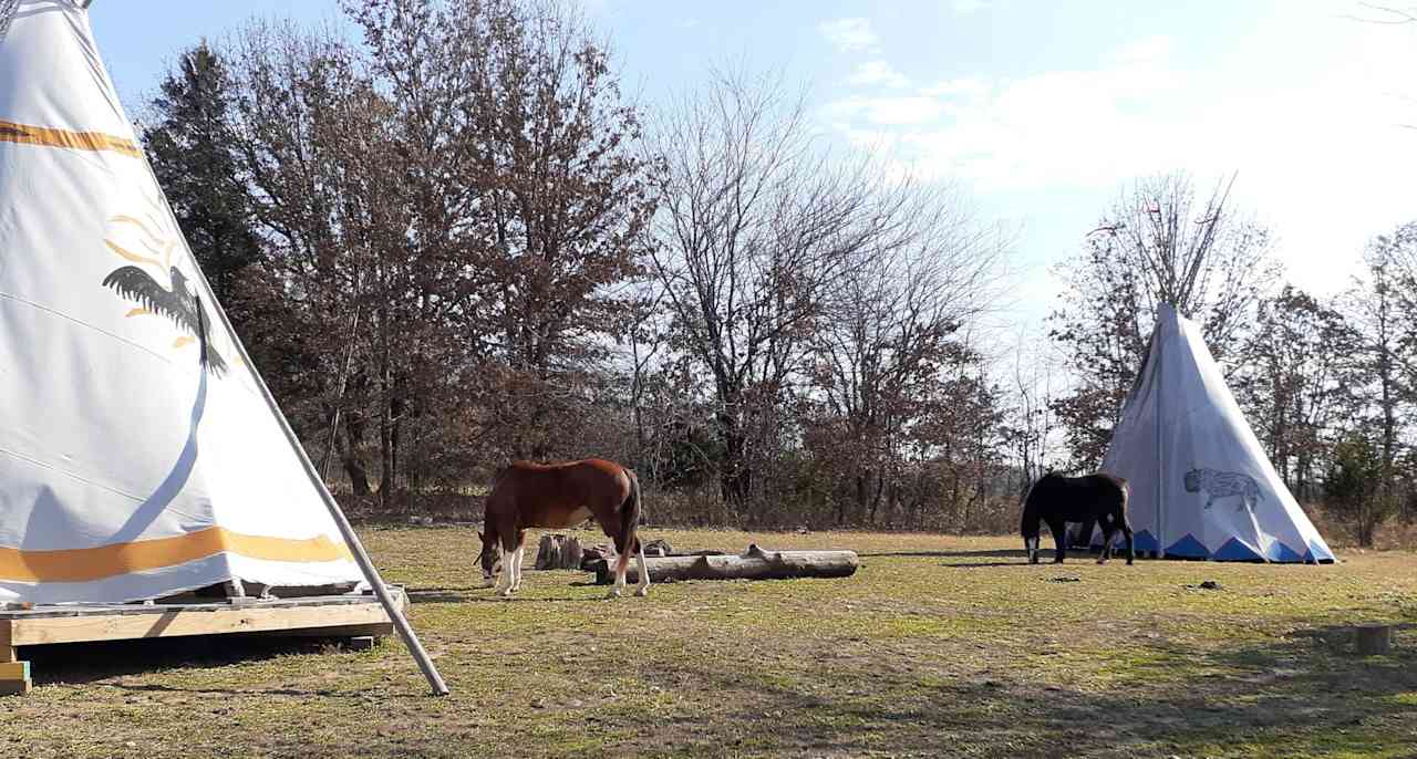 Buffalo Tipi Adventure Stockton