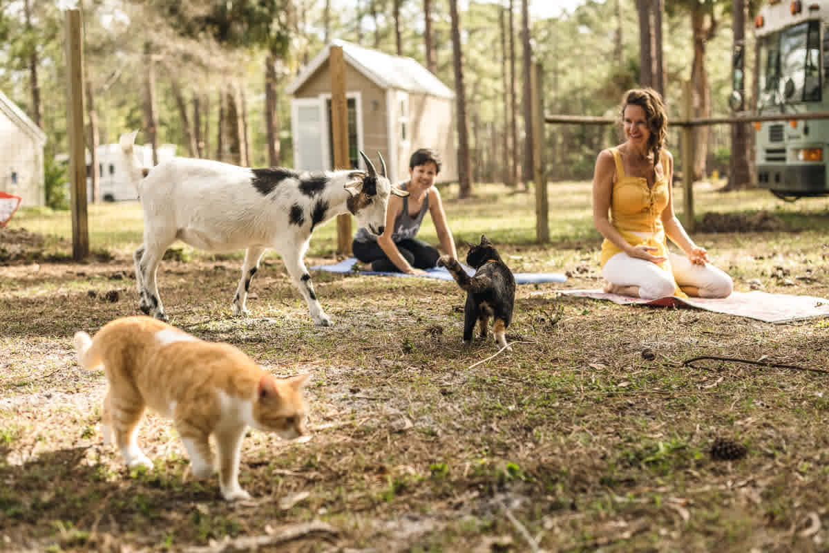 Vicky will lead yoga sessions in the goat pen where the animals are free to move around