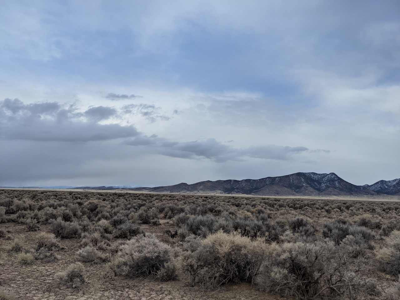 Briggs' Beryl Desert Retreat