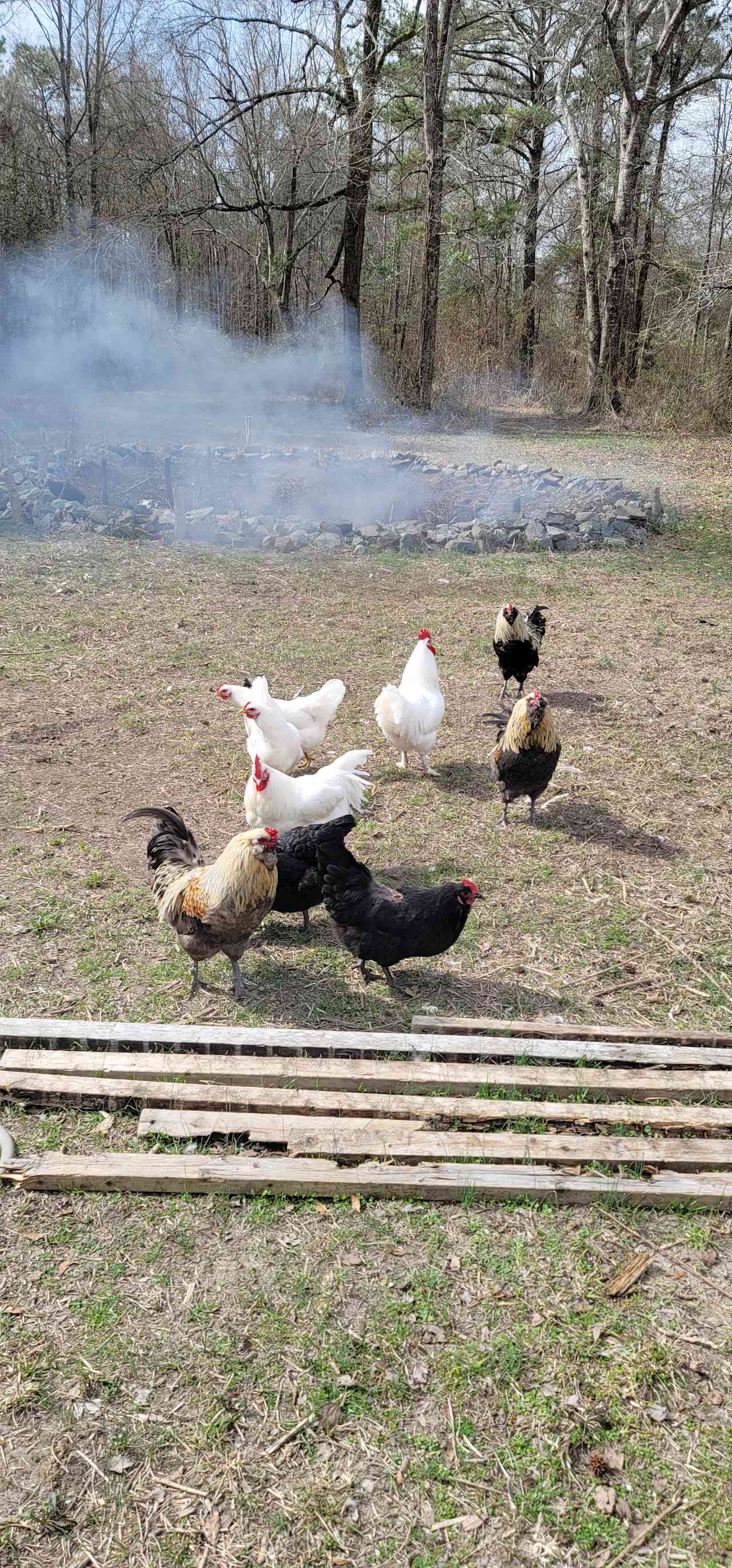 Here are a few of the chickens enjoying the sunshine.