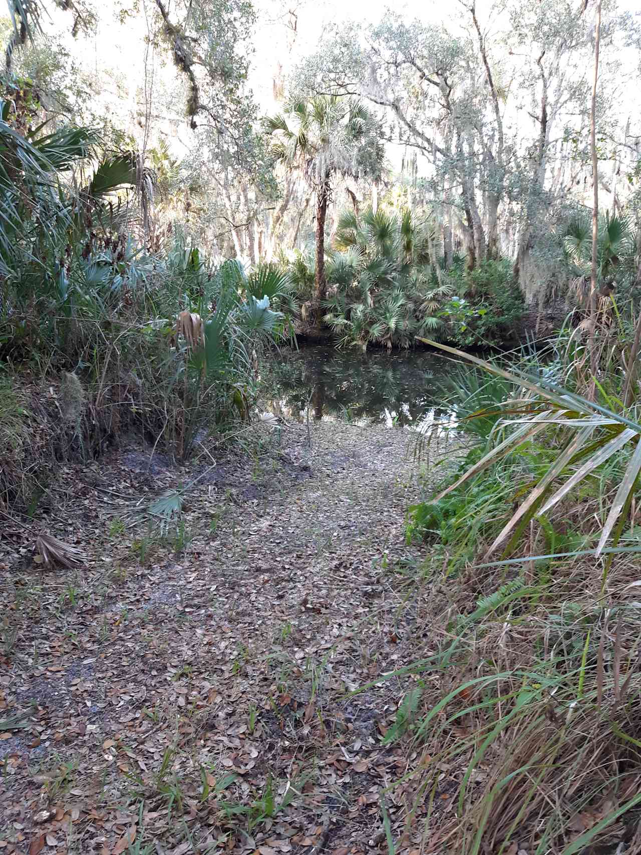 Sandy's Swamp land in Florida