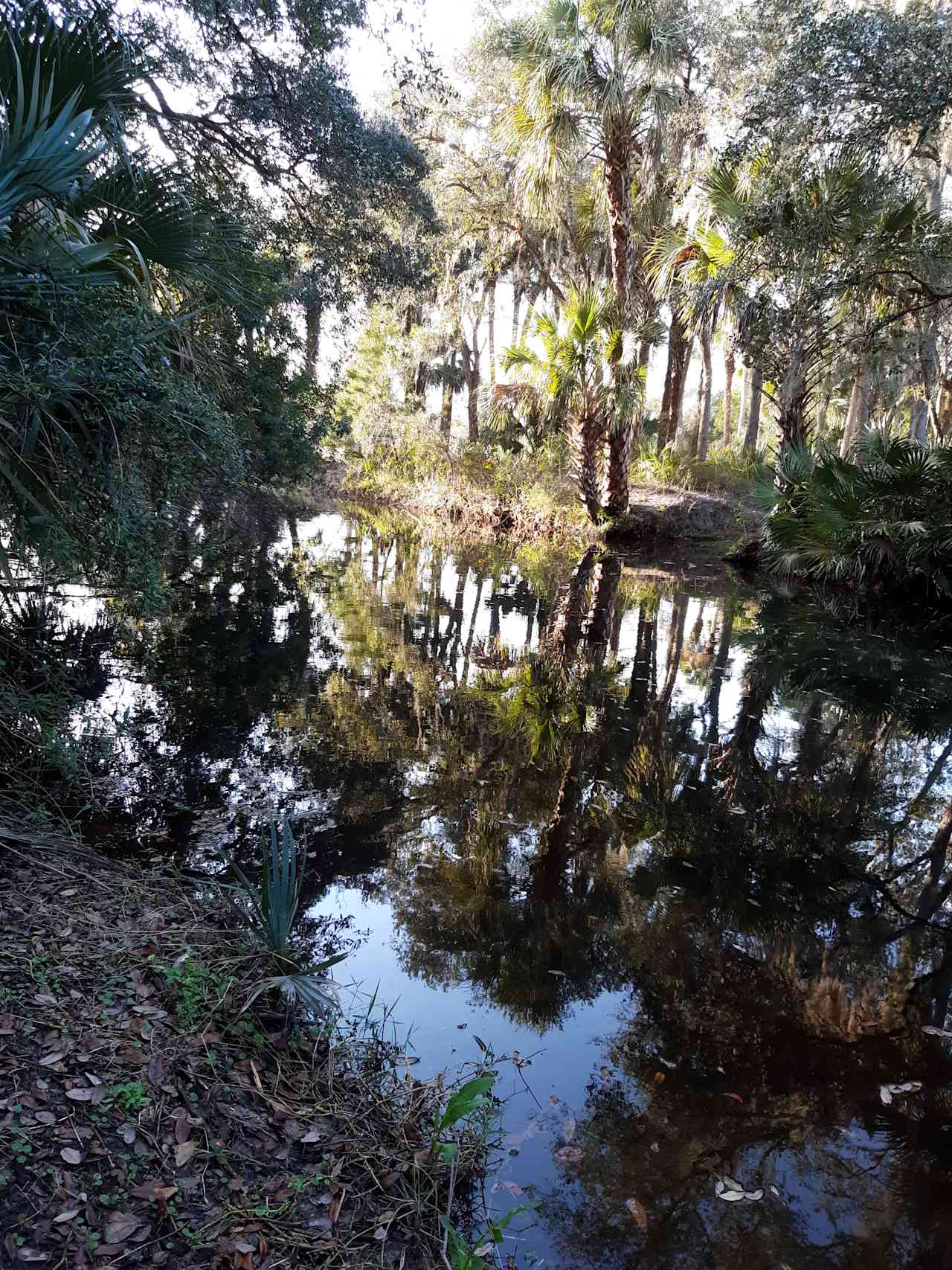 Sandy's Swamp land in Florida