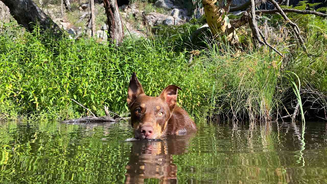 Happy kelpie