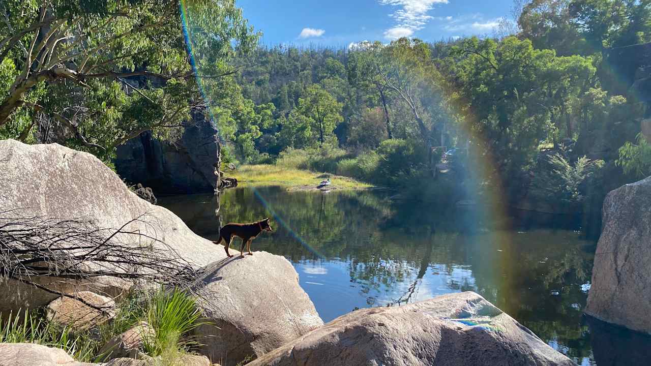 Kelpie loving the rocks and water