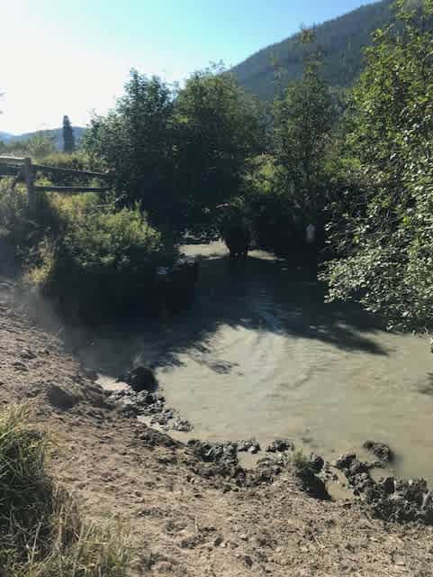 Cows Travelling the Meadow Creek