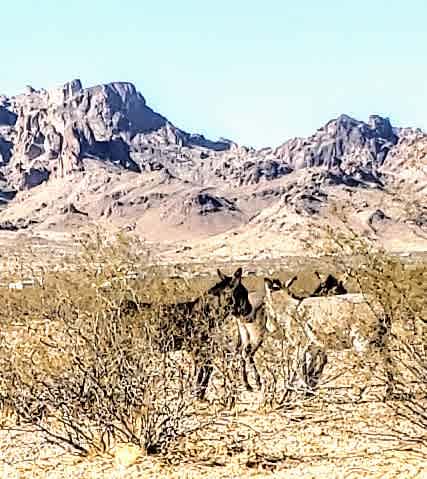 Mohave desert