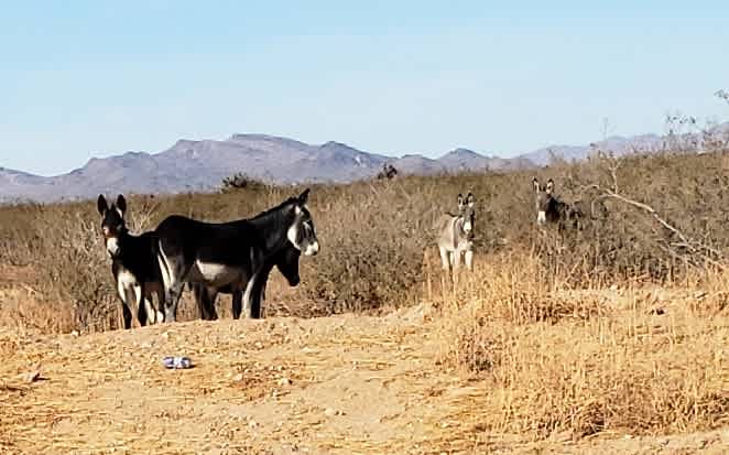 Mohave desert