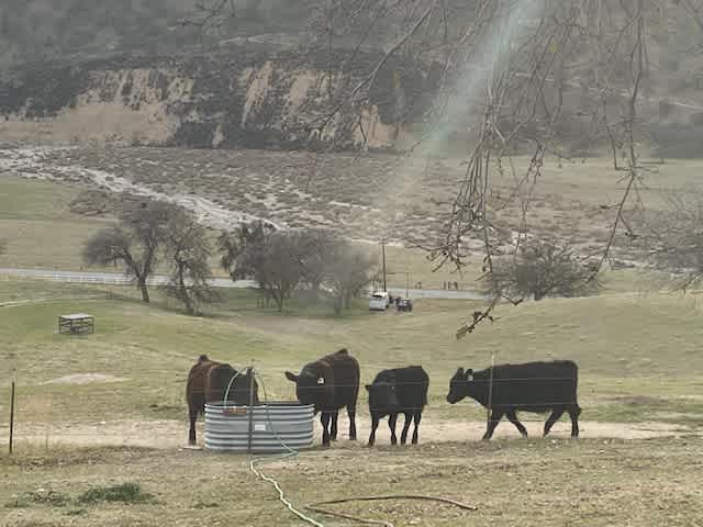 The cow family at Stonehill Ranch will greet you with a Moo!! 