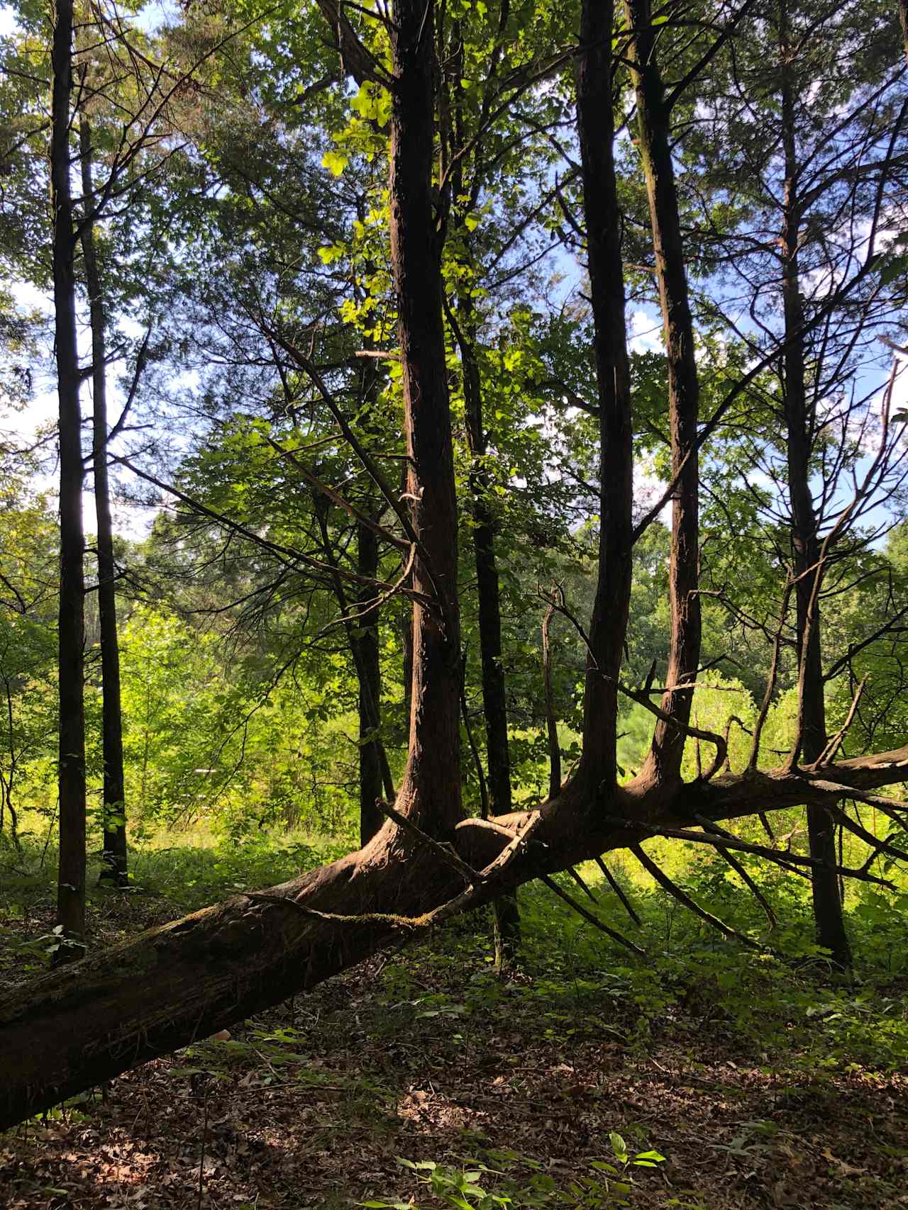 Under the cedars