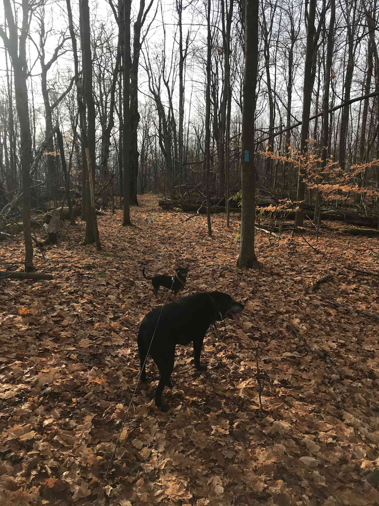 Walking the trails at Mono Cliffs Provincial Park