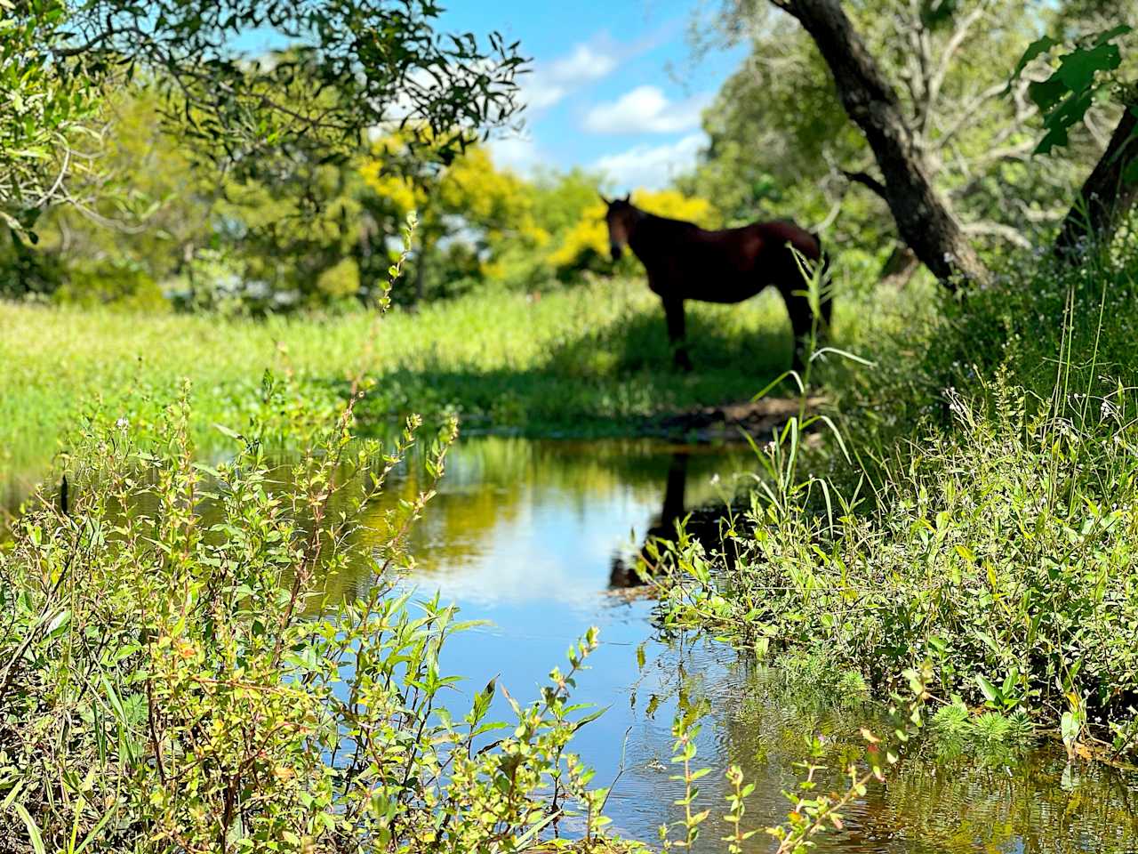 Wild Horse Retreat