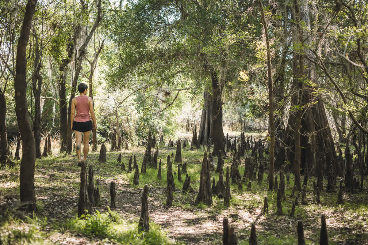 We went on a hike and fell in love with the beautiful bald cypress trees and roots