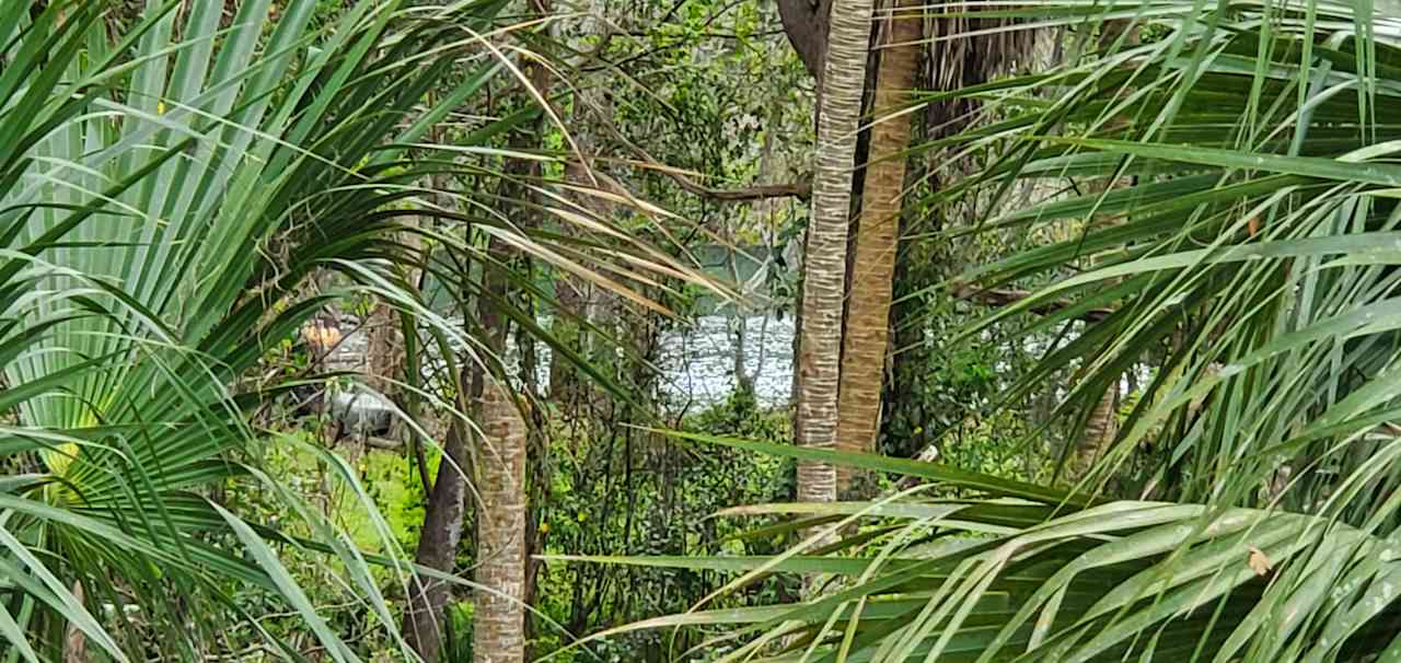A peek of The Rainbow River from the campsite.