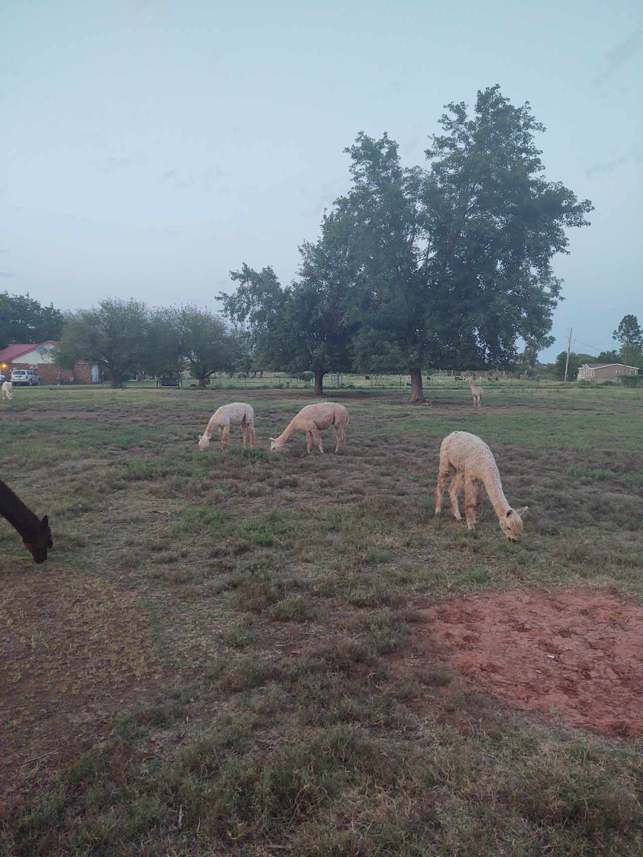 alpaca camping