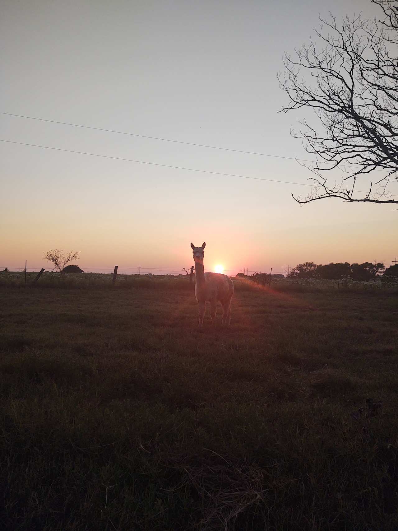 alpaca camping