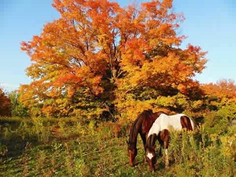 Country farm