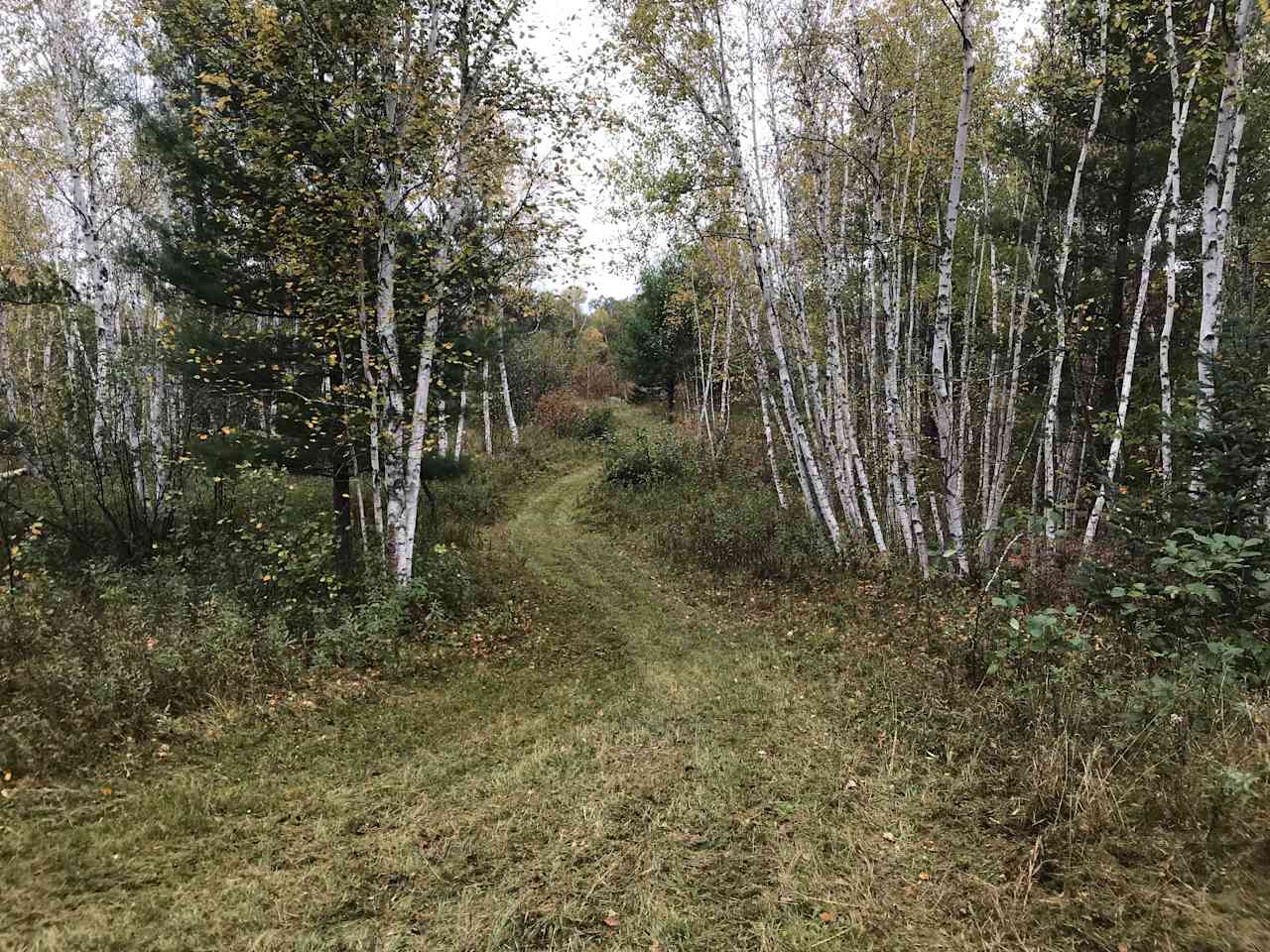 Forest Cleanse on 40 Acres!