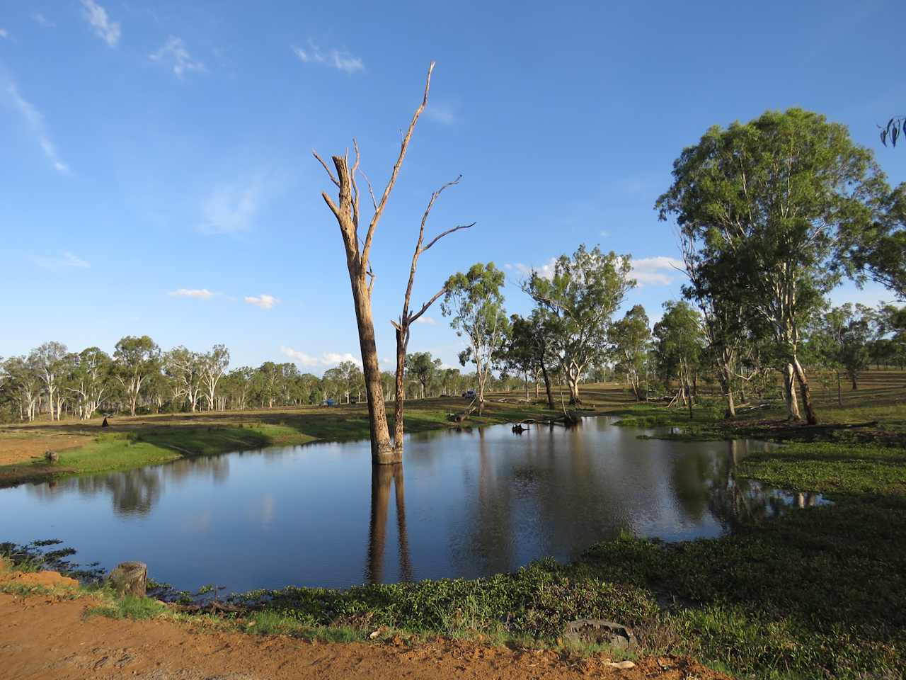 Barambah Beauty