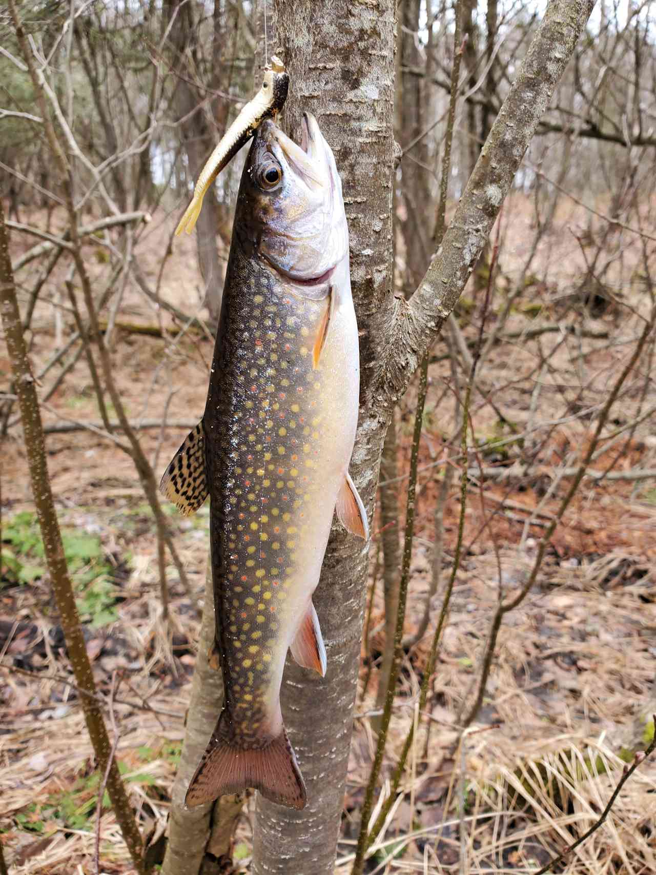 Little brookie lodge