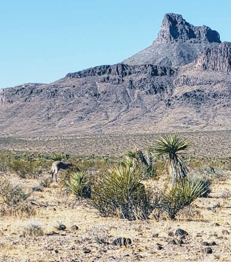 Mohave desert