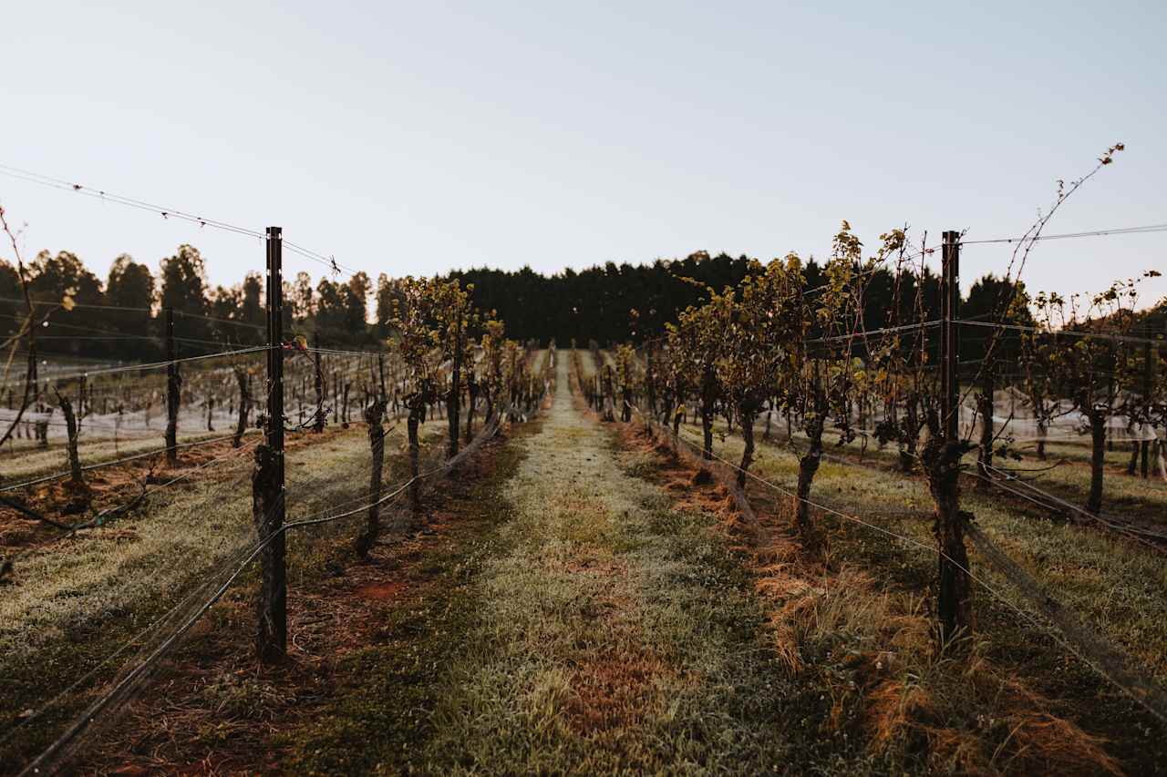 we took a stroll through the vineyard - such quality grapes   